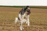 BARZOI 170